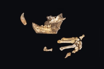 Detalle del esqueleto del bisonte.