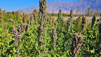 Del suelo al espacio: la