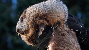 La famosa marmota estadounidense Phil