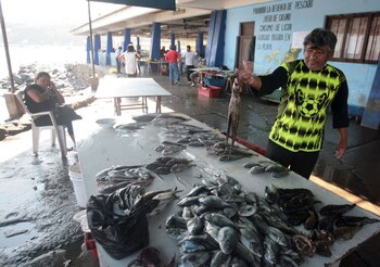 Solo en Lambayeque y Piura