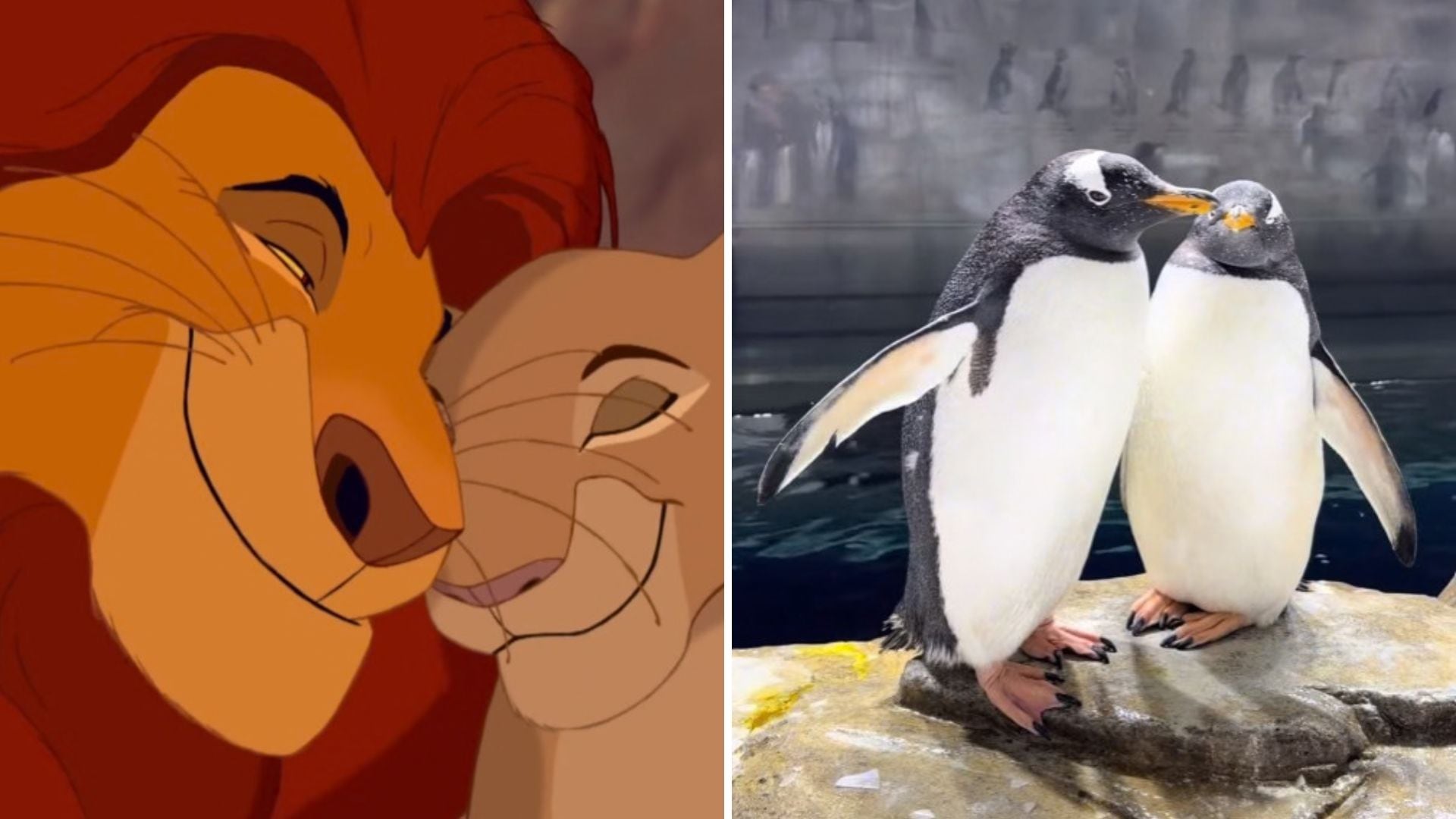 La creativa recreación de la escena de El Rey León provocó miles de reacciones y comentarios divertidos en TikTok. (Captura de pantalla)