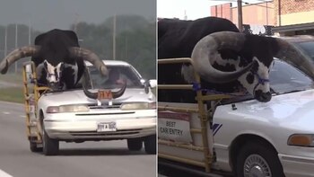 La peculiar escena obligó a