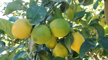 Imagen de archivo de limones en Orihuela (Alicante).
