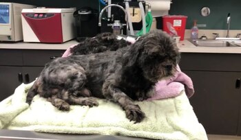 Los rescatistas le retiraron la gruesa capa de pelo que lo cubría y lo prepararon para una nueva vida. (Facebook/Stray Rescue of St. Louis)