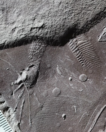 La datación radiométrica sitúa al