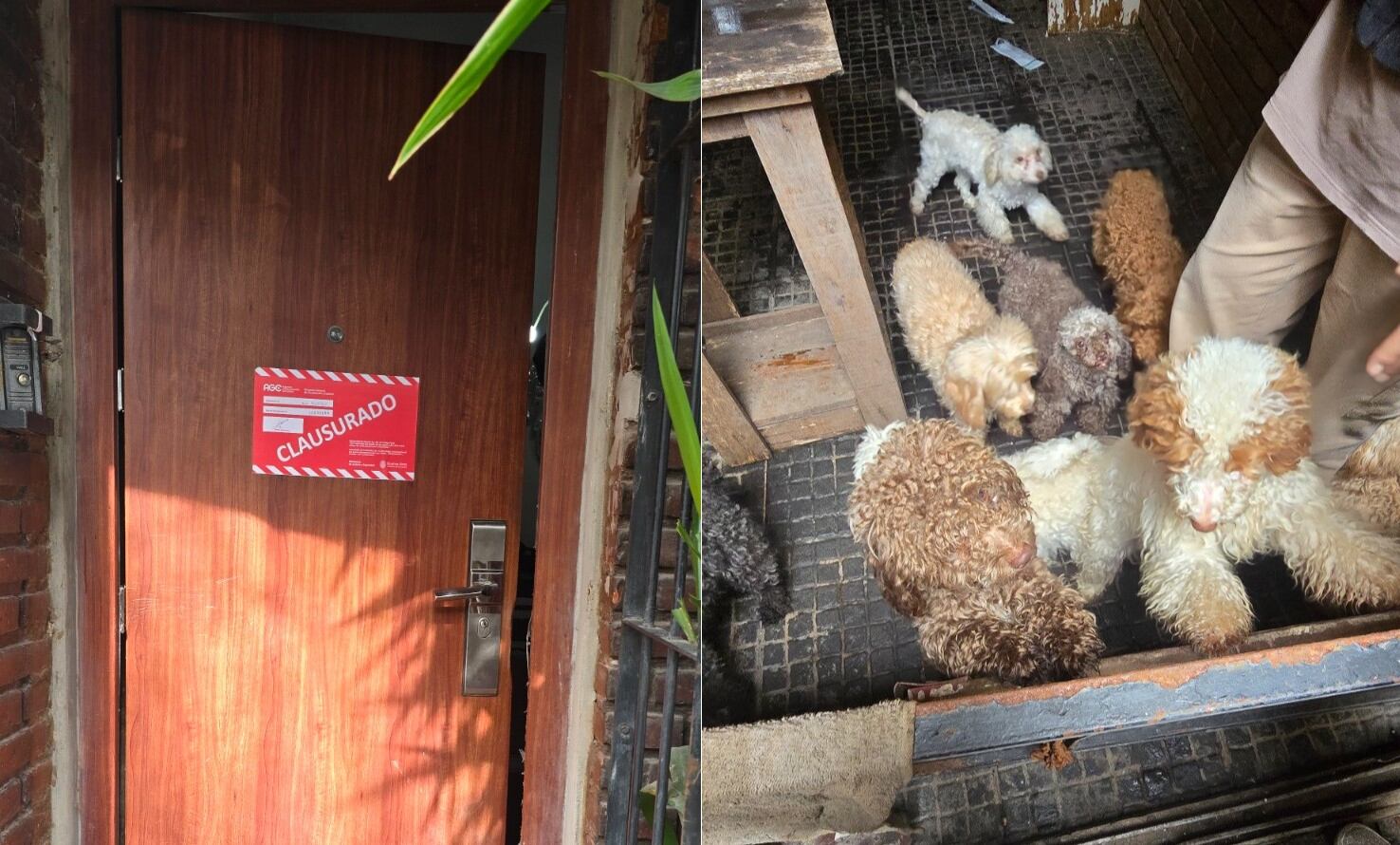 Entre los 14 caniches rescatados había ejemplares adultos, cachorros y hembras en estado avanzado de preñez