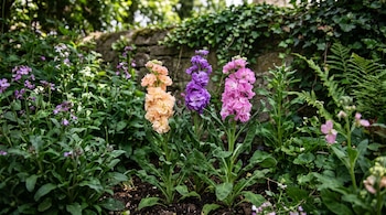 Tres espigas florales de alhelí en colores salmón, violeta y rosa rodeadas de follaje verde y un muro de piedra.