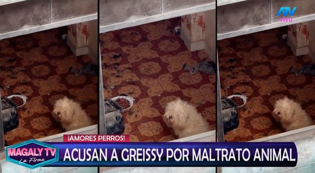 Greissy Ortega enfrenta acusaciones de presunto maltrato animal: vecinos difunden videos y audios. Captura: Magaly TV La Firme.