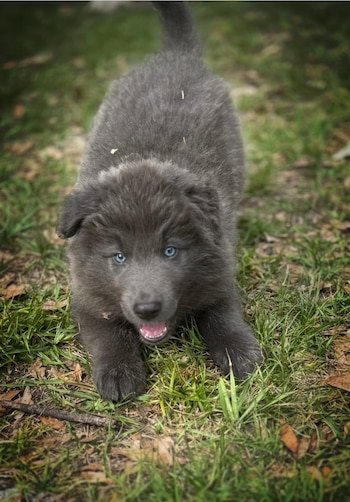 El aullido en los pastores