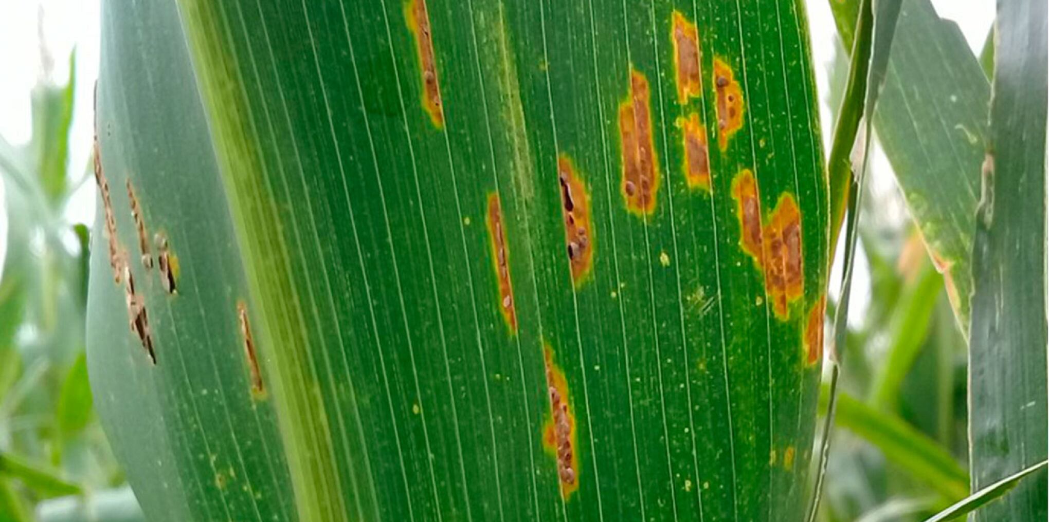 En nuestra región central las dos enfermedades foliares más relevantes son el tizón de la hoja y la roya común (INTA Manfredi)