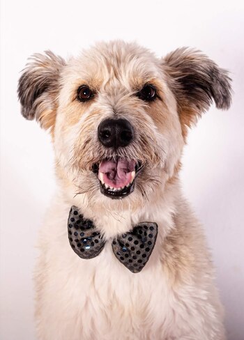 Korsy, el perro cantor