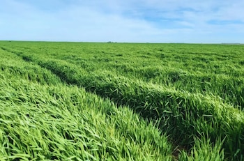 Los resultados de la última