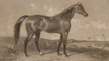 El caballo fue el único