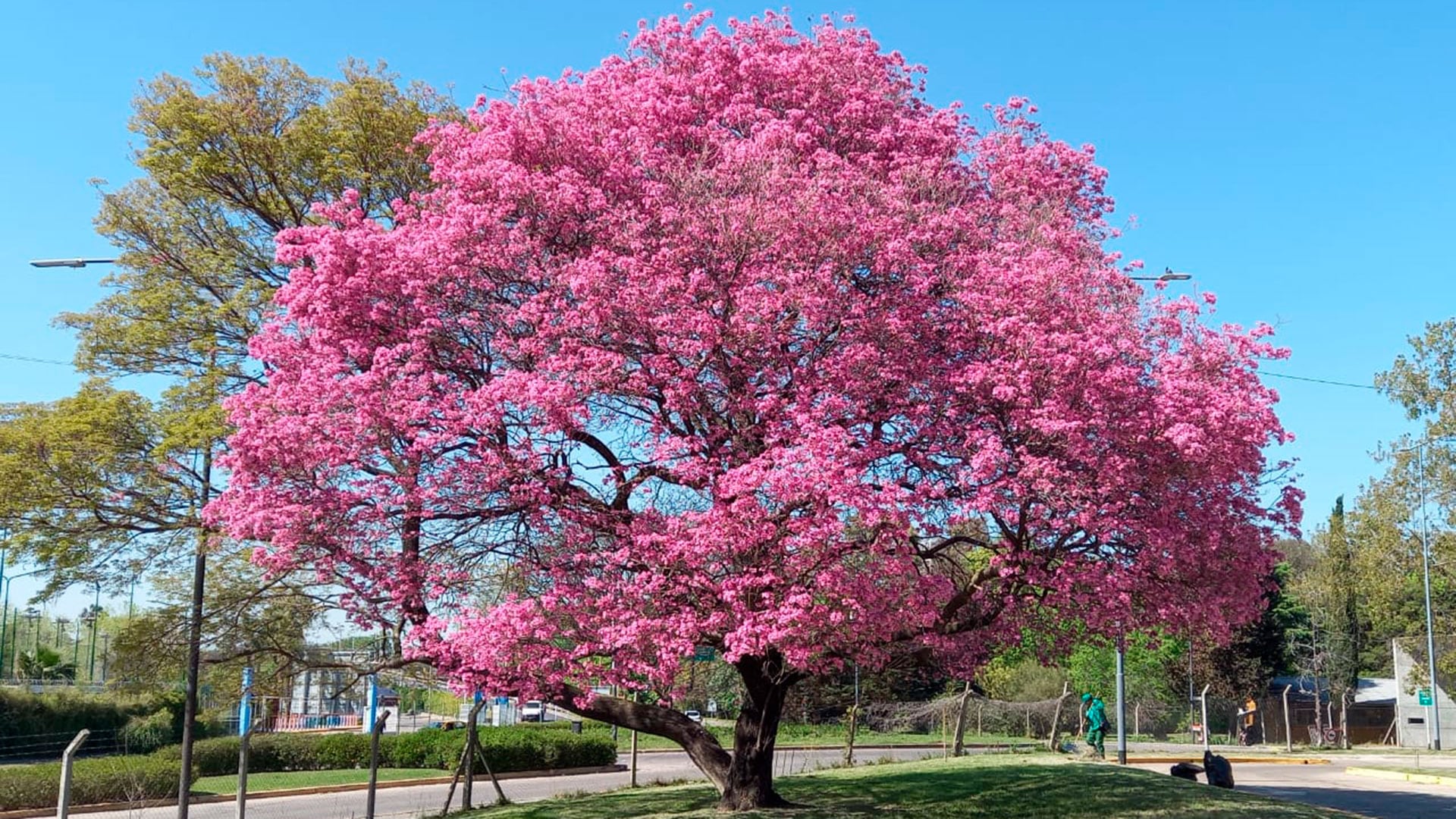 Lapachos en primavera