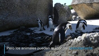 Pingüinos africanos amenazados por el