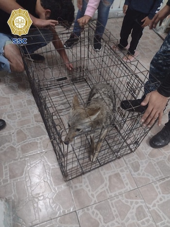 coyote mexicano-ssc-cdmx-11112021