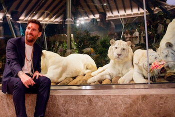 Los animales sintieron curiosidad por