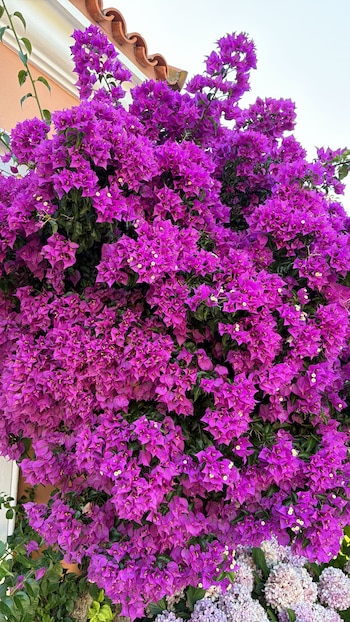 Susana Giménez valoró el lujo