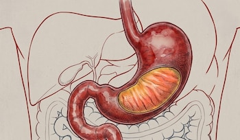 Dibujo de un estómago humano de color rojo oscuro, con la cavidad interna anaranjada, conectado al esófago y al intestino en un esquema del cuerpo