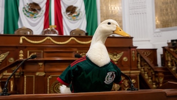 Proponen la “Ley Merlín” en CDMX: así busca proteger a animales que generan ganancias en redes y publicidad
