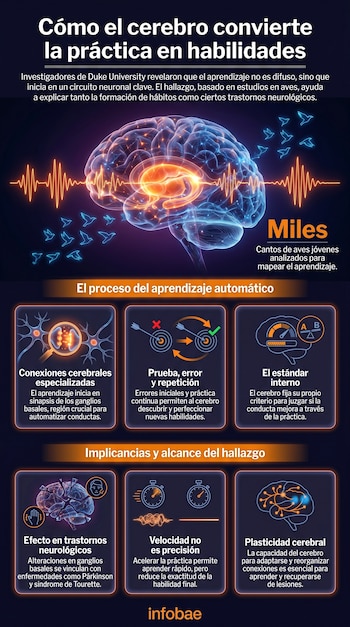 Infografía sobre cómo el cerebro transforma la práctica en habilidades, mostrando un cerebro humano con actividad neuronal y aves voladoras.