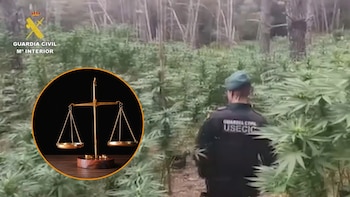 Un octogenario cultivaba marihuana en un bosque de difícil acceso en Girona: la Guardia Civil encuentra 1.536 plantas y dos kilos de cogollos listos para vender