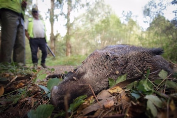 España bate récords con la caza de ciervos, jabalíes y corzos con menos liecenicas. (Carlos Castro/Europa Press)