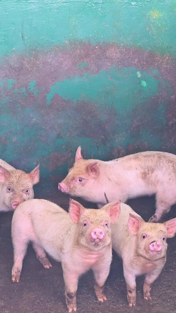 Benjamín Vicuña y sus hijos disfrutaron de su tiempo juntos en el campo de Chile