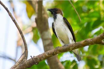 El pájaro Campanero fue avistado