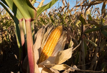 El rinde medio nacional del