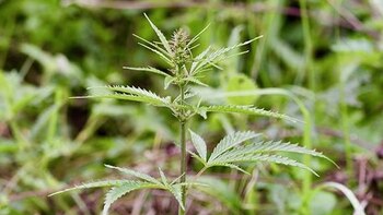 La FDA advirtió que consumir