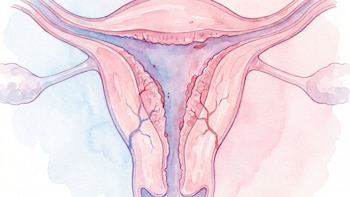 Bacterias aliadas contra el reloj biológico: descubren un componente natural que ralentiza el envejecimiento del útero para mejorar la fertilidad en mujeres mayores de 35 años