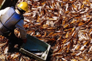 Un pescador con casco amarillo