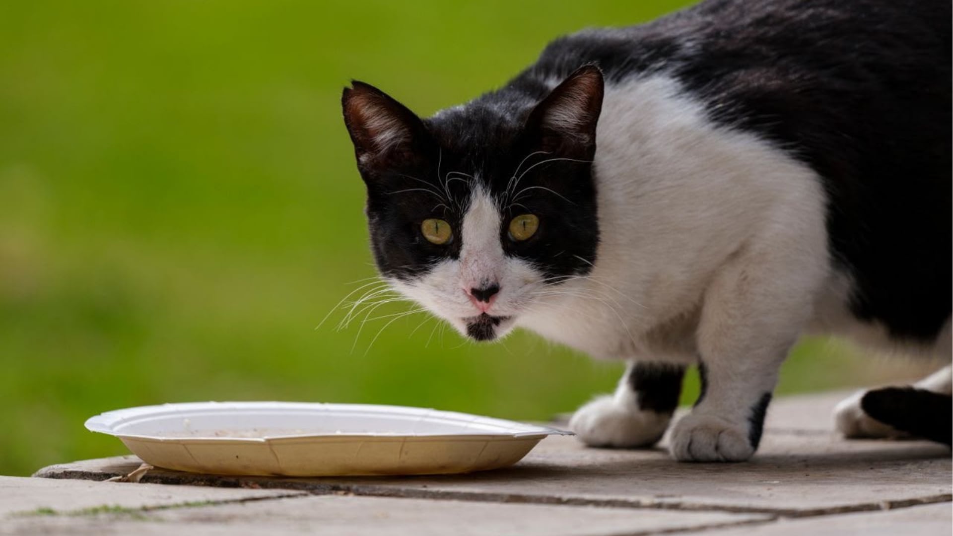 El hallazgo ofrece una referencia para veterinarios ante gatos con alteraciones oculares y aórticas, dentro de las enfermedades hereditarias