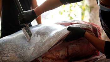 Un restaurante de sushi, muy