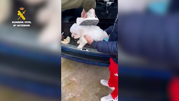 Cachorros enfermos, documentos falsos y microchips irregulares: así funcionaba una red de venta ilegal de perros desmantelada en Ávila