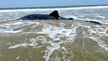 Un tiburón ballena murió en