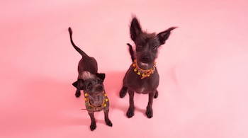 Dos perros pequeños de pelaje oscuro y collares con borlas de colores sobre un fondo rosa uniforme.