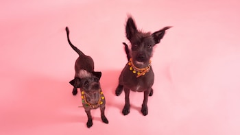 Gobierno de CDMX declara al xoloitzcuintle patrimonio cultural inmaterial: qué implica esta nueva designación