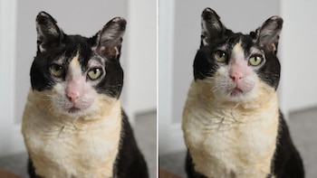 La recuperación de la gata Beth (Laurel Ysebaert)