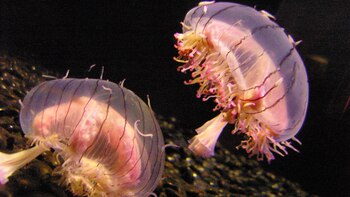 Estas son las playas de