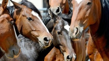 Mendoza confirmó dos nuevos casos