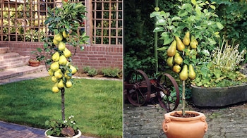 FRUTALES DECO