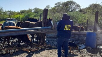 Gallos de riña y caballos