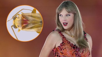 Taylor Swift se convierte en la inspiración detrás de un nuevo género de insectos