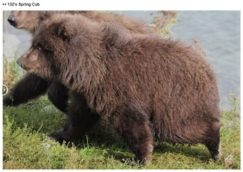 Los cachorros también compiten en