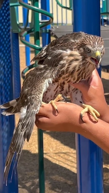 La publicación de un video