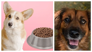 Cuáles son las peores croquetas