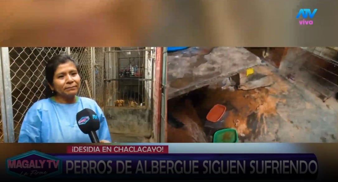 Animalistas esperaron al alcalde Sergio Baigorria desde temprano y personal de limpieza llegó casi al mediodía. ATV/ Magaly TV La Firme.