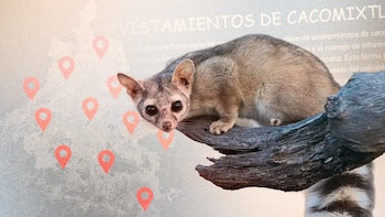 ¿En tu colonia hay cacomixtles o murciélagos? UNAM pide ayuda a capitalinos para mapear dónde vive la especie en CDMX